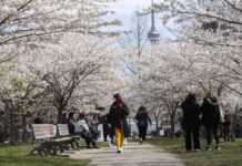 加拿大控烟出新规:每根香烟都要印上警示语