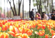 全球连线 | 当荷兰郁金香绽放在青藏高原