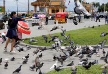 防通信中断 印度奥迪沙邦“雇用”信鸽传书