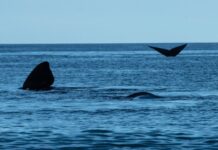 联合国会员国通过保护公海生物多样性协定