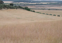 世界气象组织:7月预计将成为有气象记录以来最热月份