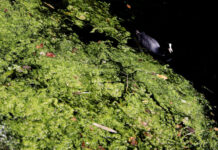 英国最热六月 大量鱼死亡