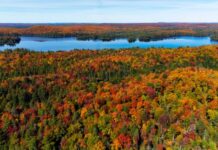 表情符也“算数” 加拿大男子输掉官司