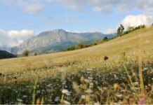 欧洲议会投票支持恢复自然生态系统