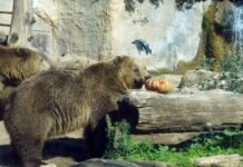 意大利致人死亡熊暂免处死