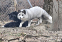 全球生物多样性框架基金设立