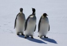 南极海冰融化严重危及帝企鹅幼鸟