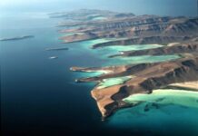 仅剩十几头 最小鲸目动物濒临灭绝