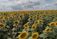 乌克兰拟经克罗地亚港口运出农产品