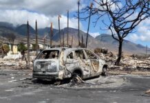 夏威夷野火致大量宠物死伤失踪