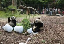 旅比大熊猫双胞胎“宝弟”“宝妹”喜迎4岁生日