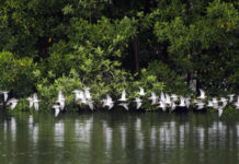 新研究:叫声复杂的鸟类更聪明