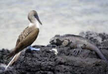 加拉帕戈斯群岛将再引入12种动物