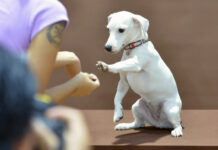 研究人员从基因层面揭示狗的品种多样性