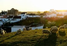 狼群袭击牲畜事件增多 西班牙畜牧业者呼吁改变政策