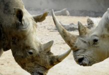 去年非洲犀牛数量回升 10多年来首次
