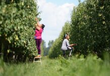 比利时将成为欧洲最大的梨子生产国,而苹果产业却受到影响