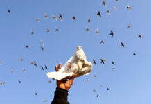 新研究:鸽子可以用类似人工智能方式解决问题