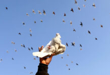 新研究:鸽子可以用类似人工智能方式解决问题