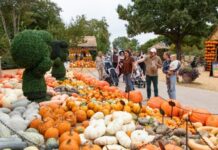 极端天气困扰美国万圣节南瓜种植户