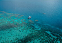 新研究:海洋酸化可能使海藻物种变脆弱