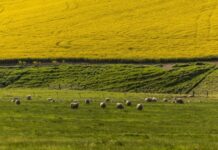 澳大利亚东南部热浪来袭 林火风险加剧