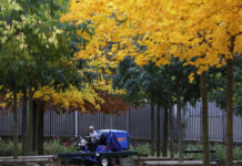 数据显示气候变化导致法国森林碳汇量显著下降