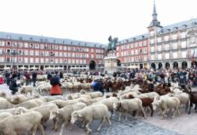 展现冬牧传统 羊群出没马德里