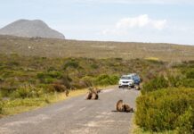 开普敦狒狒扰民 当地寻求共处之道