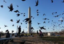 不再用人名为鸟命名 美国明年或为数十种鸟改名