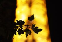 巴黎埃菲尔铁塔附近发生持刀袭击 一名德国游客身亡