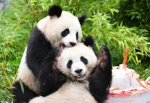 柏林动物园为即将回国的大熊猫双胞胎举办欢送活动