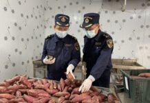 11月贸易规模创月度历史新高 中越经贸合作亮点纷呈