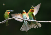 福建厦门:市区里的“袖珍”自然保护区