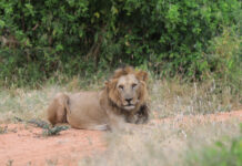 非洲狮:我的生活竟被外来大头蚁扰乱