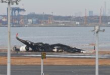 日本调查显示撞机前海保飞机未获进入跑道许可