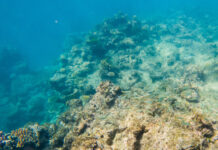 新技术让水下机器人拥有“触觉”