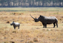 难度极大!肯尼亚给21头濒危黑犀牛“搬家”