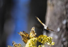 在墨西哥越冬濒危蝴蝶数量锐减