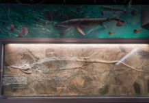 远古世界曾有这么多“龙”