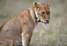 联合国机构报告:迁徙动物物种灭绝风险增加