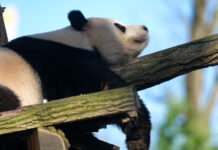 三只旅比大熊猫今秋将回国