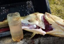 新研究:海底或堆积多达1100万吨塑料垃圾