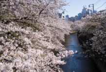 日本推出滑索赏樱观光项目