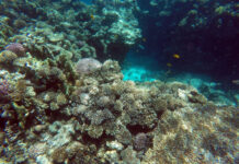 全球珊瑚或正经历最严重白化期