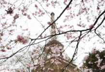 元首外交·心相近|中法人文交流新潮涌动