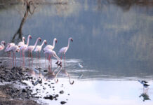 研究发现观鸟有助改善心理健康