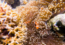 全球珊瑚白化现象范围扩大