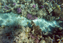 气候变化正在破坏全球珊瑚礁