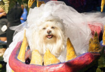 宠物狗航班美国首飞 票价6000美元